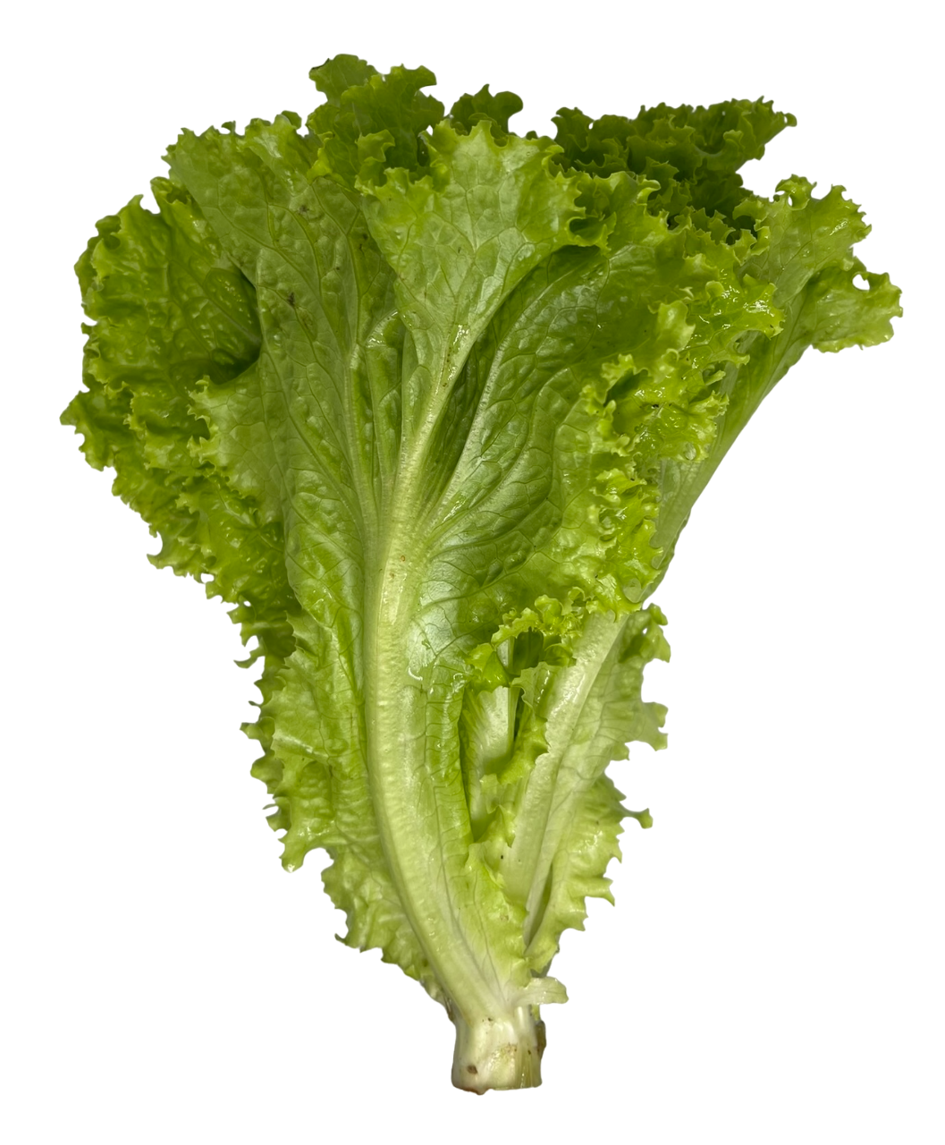 Lettuce Green Ice
