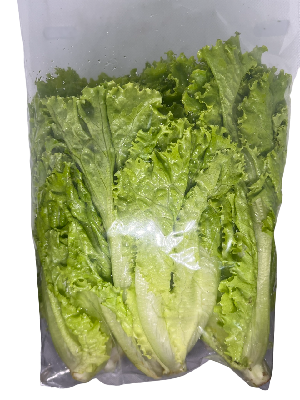 Lettuce Green Ice