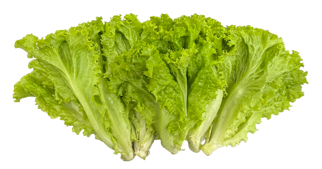 Lettuce Green Ice