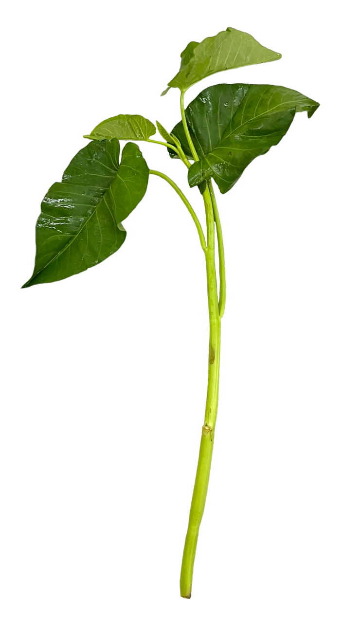 Kangkong
