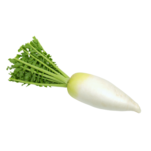 Korean Radish