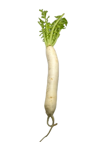 Radish