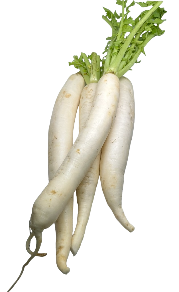Radish