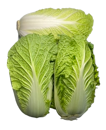 Wombok
