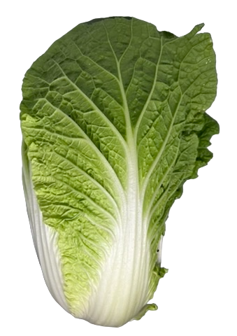 Wombok
