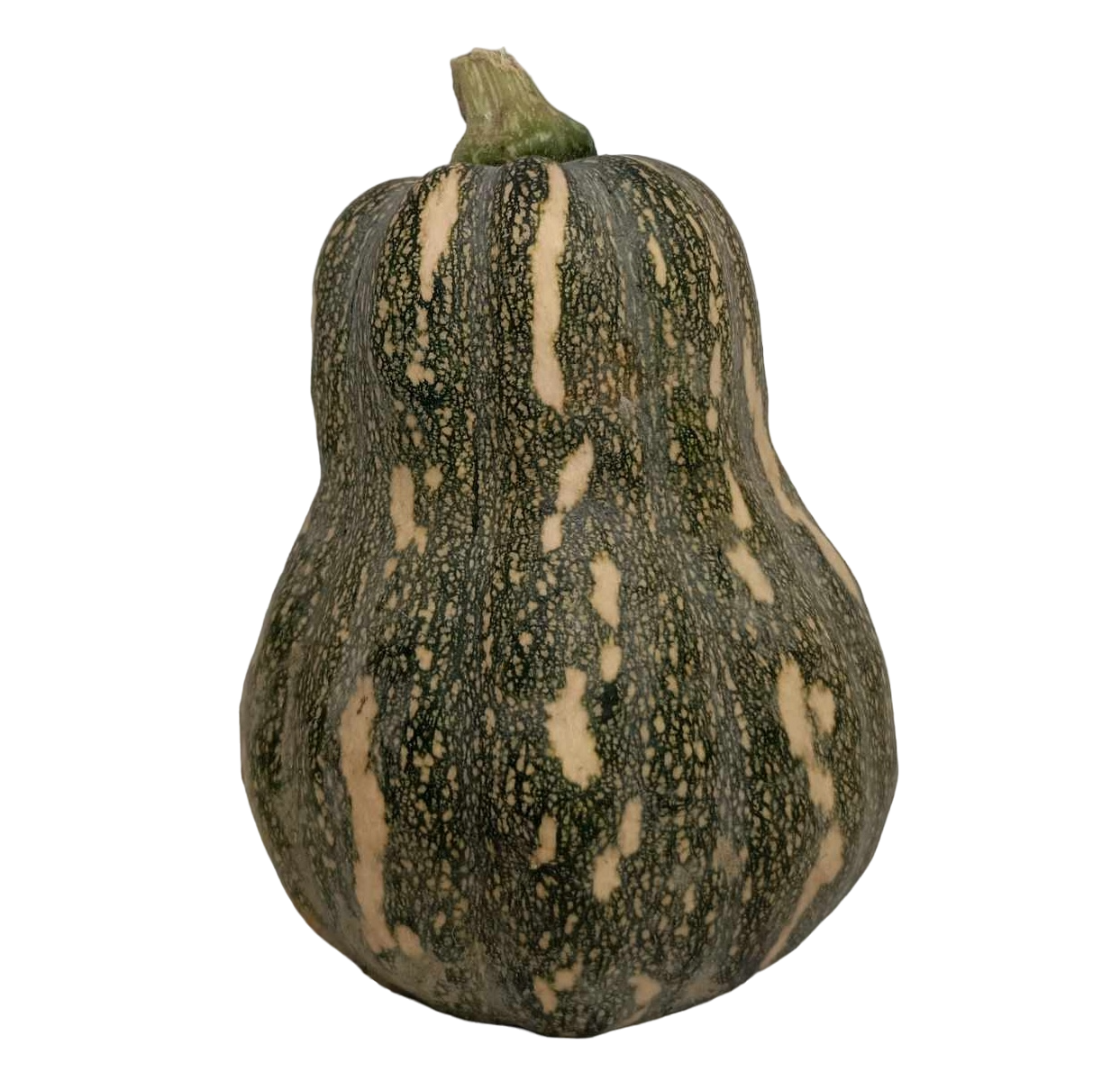 Squash Butternut