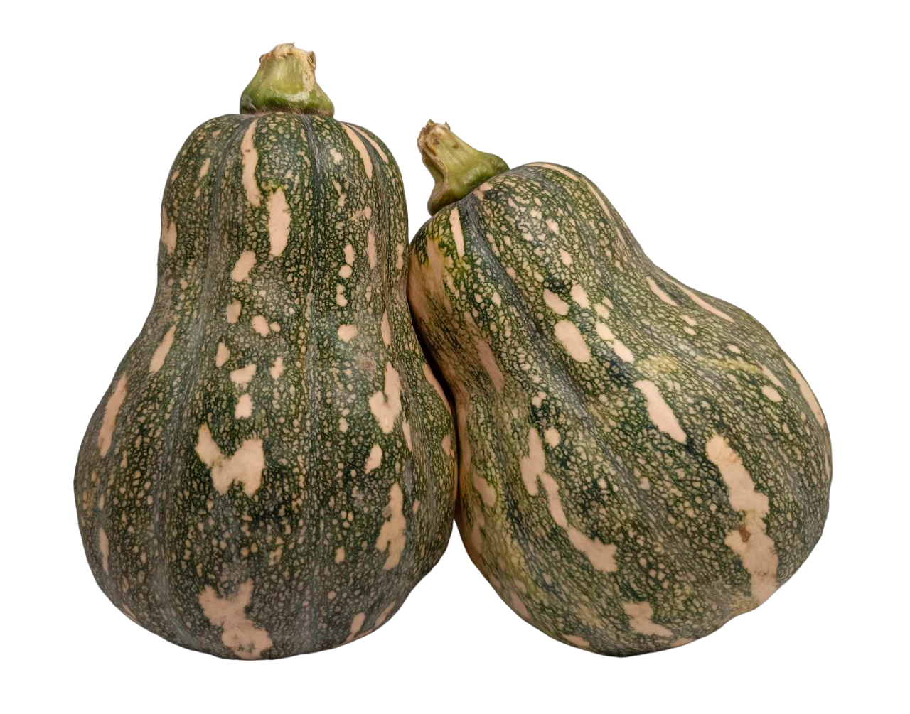Squash Butternut