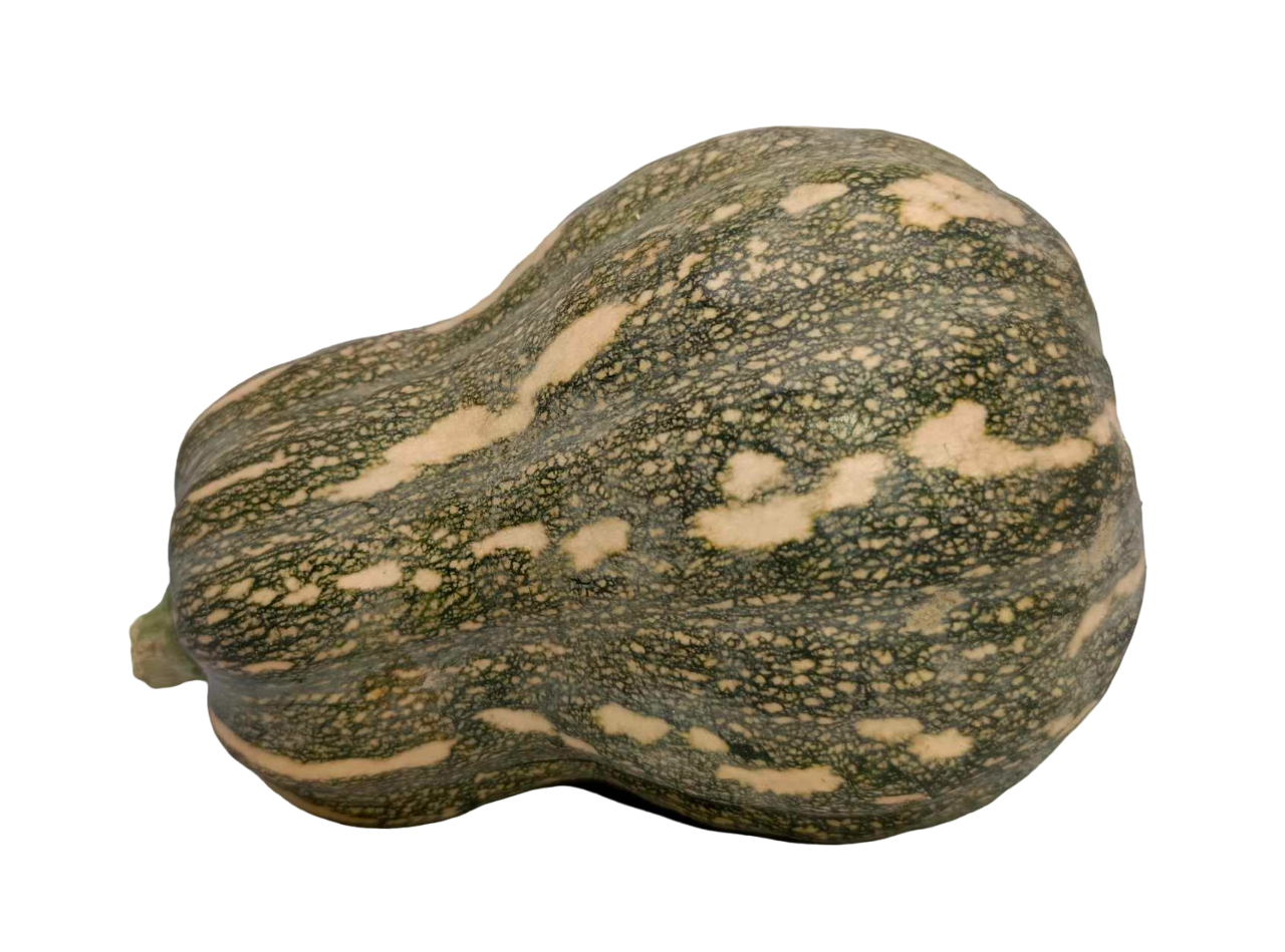 Squash Butternut