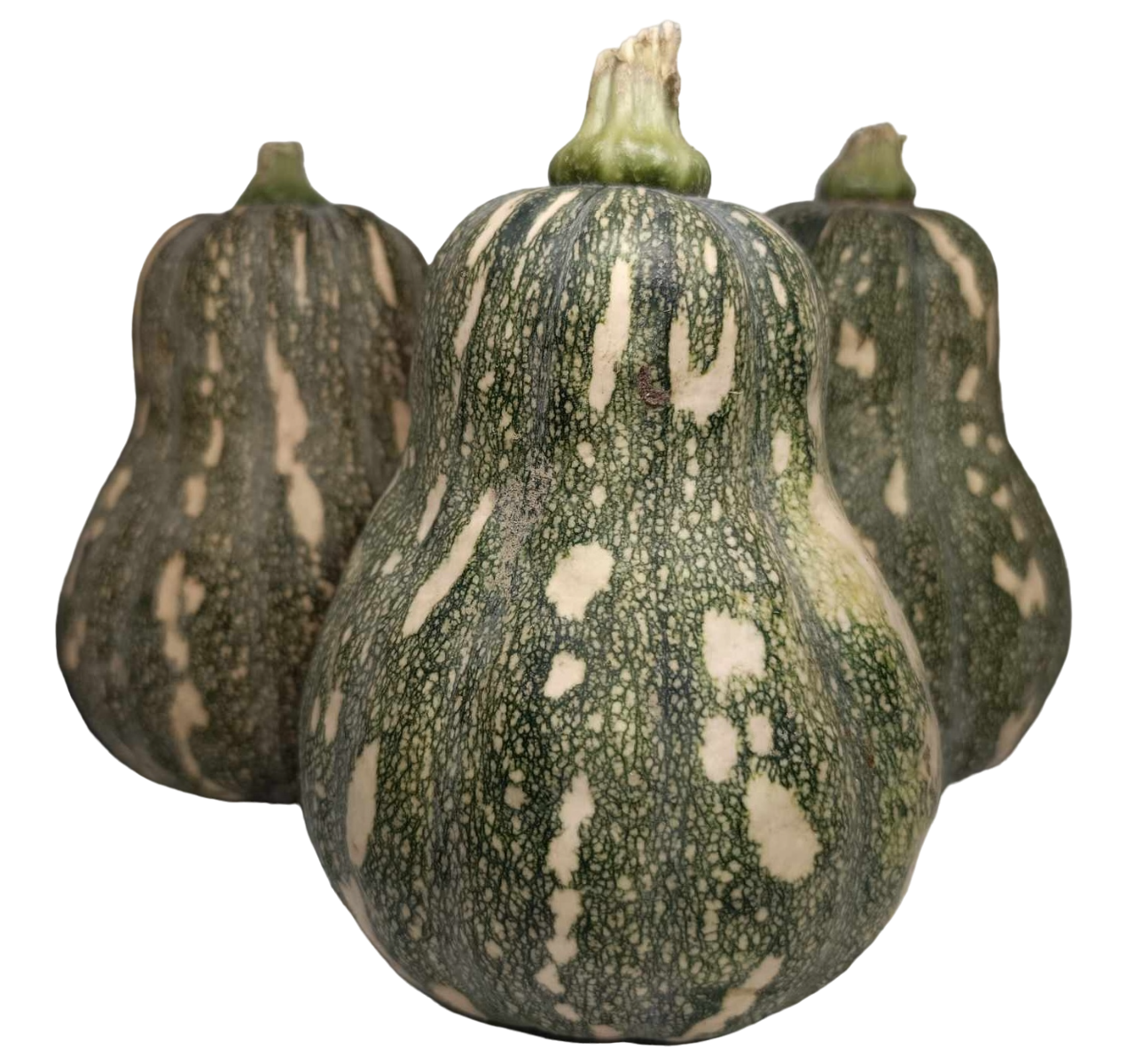 Squash Butternut