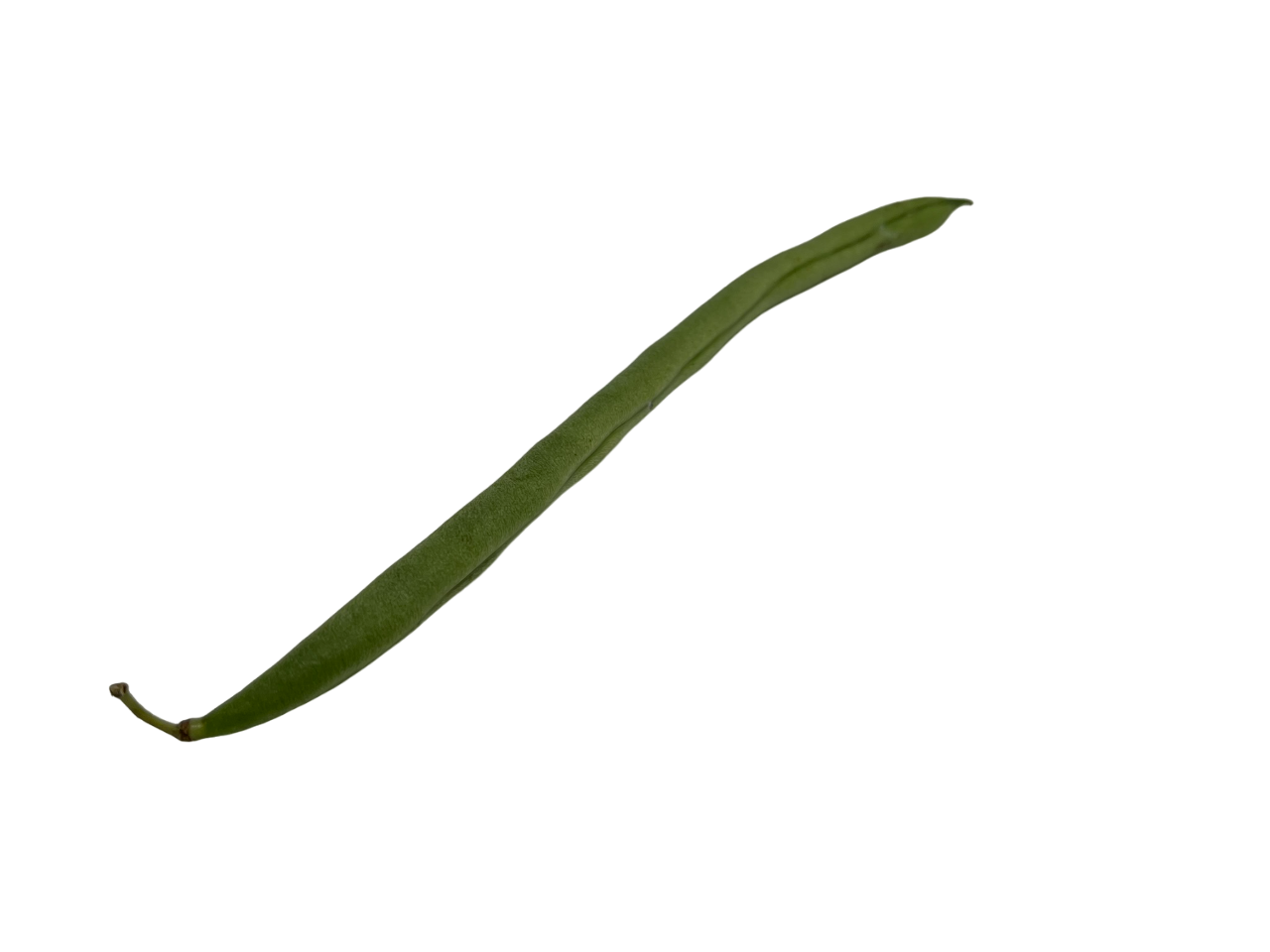 Baguio Beans 