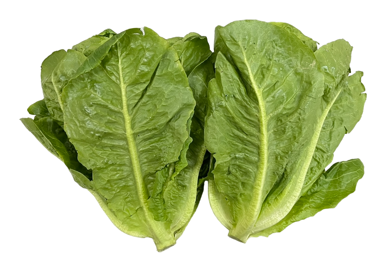 Lettuce Romaine