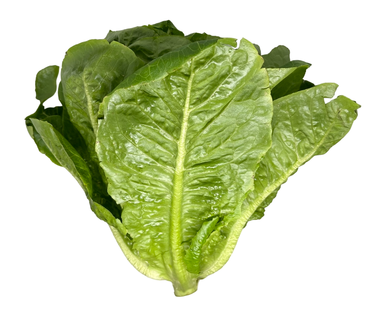 Lettuce Romaine