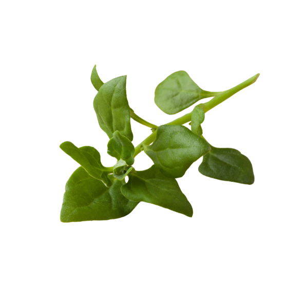 Spinach